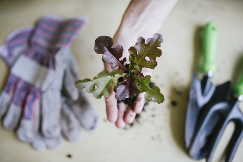 Die Hand hält den zu pflanzenden Salat, lizenzfreies Stockfoto