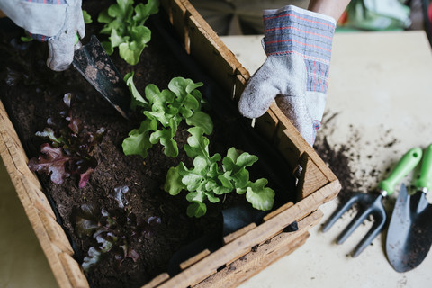 Person pflanzt Salat in einer Holzkiste, lizenzfreies Stockfoto