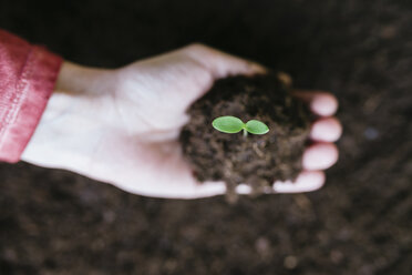 Hand holding sprout with garden soil - GEMF01575