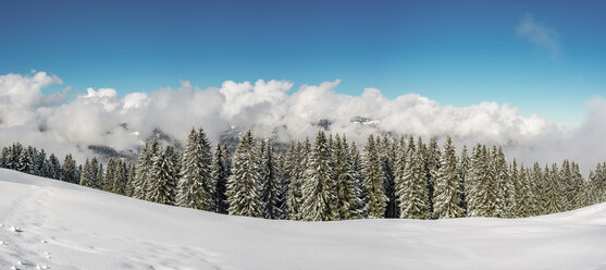 Austria,Vorarlberg, Kleinwalsertal, high route in winter - WGF01072