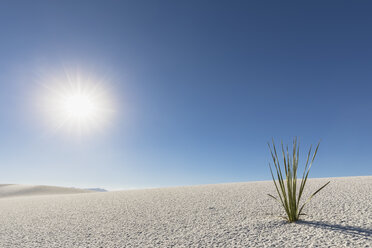 USA, New Mexico, Chihuahua-Wüste, White Sands National Monument, Pflanze auf Wüstendüne - FOF09203