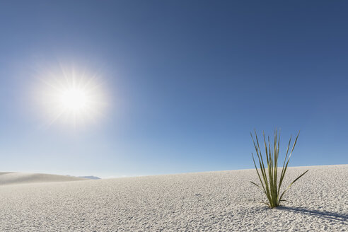USA, New Mexico, Chihuahua-Wüste, White Sands National Monument, Pflanze auf Wüstendüne - FOF09203