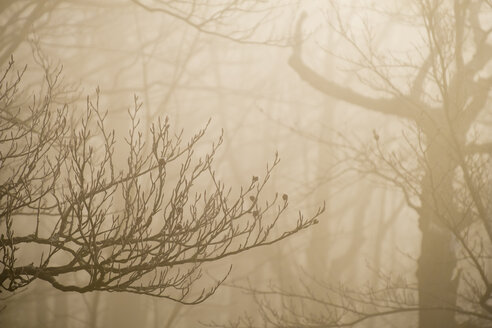 Italien, Umbrien, Apennin, Motette, Wald an einem nebligen Tag im Winter - LOMF00535