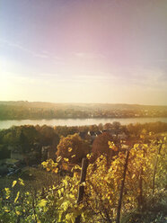 Deutschland, Königswinter, Blick vom Drachenfels-Wanderweg auf den Rhein, Weinberge - GWF05177