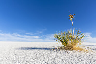 USA, New Mexico, Chihuahua-Wüste, White Sands National Monument, Seifenbaum auf Wüstendüne - FOF09208