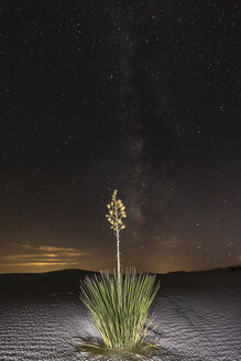 USA, New Mexico, Chihuahua-Wüste, White Sands National Monument, Seifenbaum bei Nacht - FOF09215
