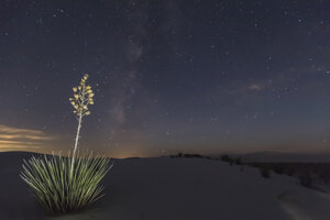 USA, New Mexico, Chihuahua-Wüste, White Sands National Monument, Seifenbaum bei Nacht - FOF09216