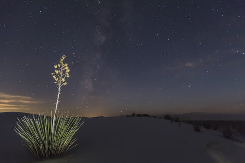 USA, New Mexico, Chihuahua Desert, White Sands National Monument, soap tree at night - FOF09216