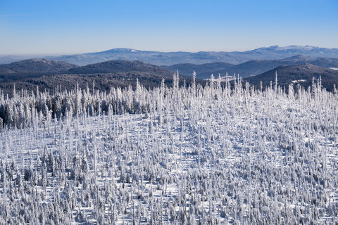 Deutschland, Bayern, Blick vom Lusen auf den schneebedeckten Bayerischen Wald mit Naturverjüngung, lizenzfreies Stockfoto