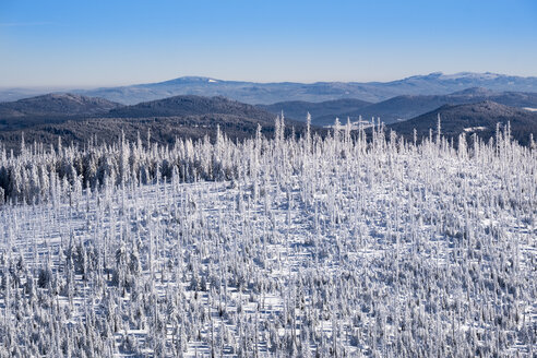 Deutschland, Bayern, Blick vom Lusen auf den schneebedeckten Bayerischen Wald mit Naturverjüngung - SIEF07400