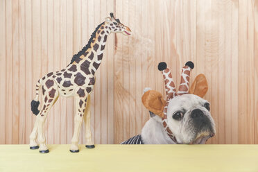 Französische Bulldogge mit Giraffen-Stirnband und Giraffenfigur - RTBF00807