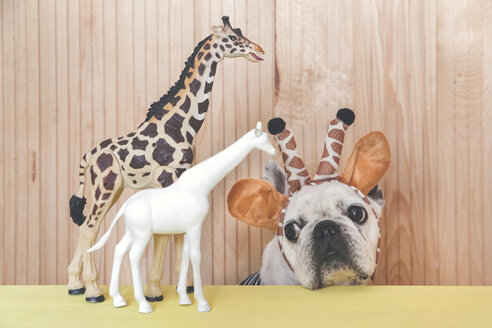 Französische Bulldogge mit Giraffenstirnband und zwei Giraffenfiguren - RTBF00808
