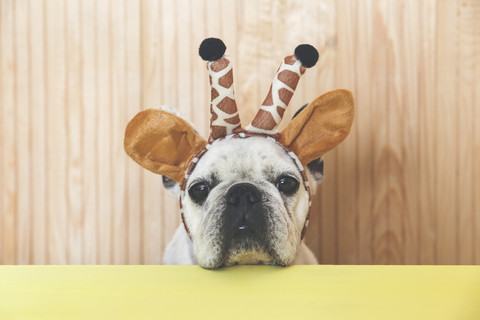 Porträt einer französischen Bulldogge mit Giraffenstirnband, lizenzfreies Stockfoto