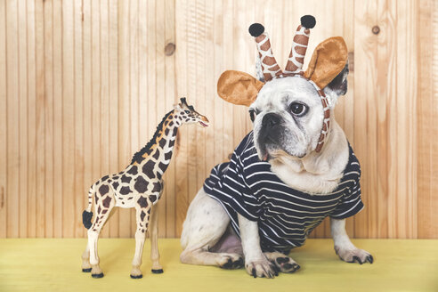 French bulldog wearing giraffe headband and pullover with giraffe figurine - RTBF00810