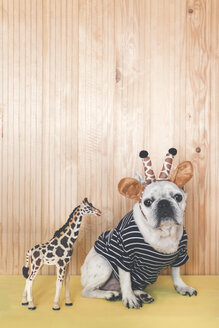 Französische Bulldogge mit Giraffen-Stirnband und -Pullover mit Giraffen-Figur - RTBF00811