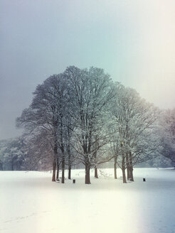 Deutschland, Nordrhein-Westfalen, Köln, Stadtbezirk Lindenthal, Stadtpark, Bäume im Kreis, Winter - GWF05187