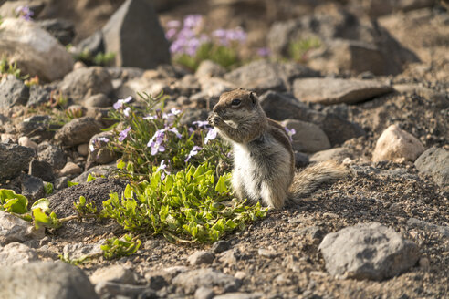 Spanien, Kanarische Inseln, Fuerteventura, Naturpark Jandia, Risco del Paso, Berberhörnchen - PCF00346