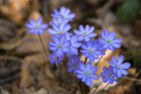 Blüten von Leberblümchen - SIEF07402