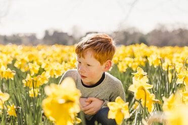 Redheaded little boy crouching in daffodil field - NMSF00041