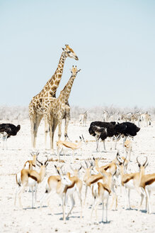 Namibia, Etosha-Nationalpark, zwei Giraffen, Strauße, Springböcke und Zebras - GEMF01584