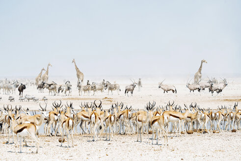 Namibia, Etoscha-Nationalpark, Wildtiere in der Nähe einer Wasserstelle - GEMF01585