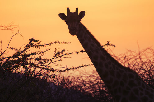 Namibia, Etosha-Nationalpark, Giraffe bei Sonnenuntergang - GEMF01589