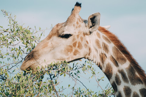 Namibia, Etosha-Nationalpark, Giraffe essen, lizenzfreies Stockfoto