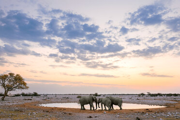 Namibia, Etosha-Nationalpark, drei Elefanten an einem Wasserloch bei Sonnenuntergang - GEMF01591