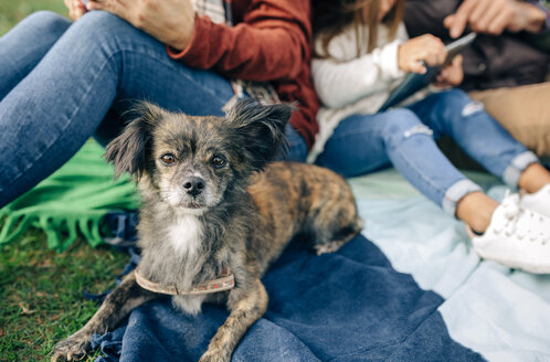 Small dog looking at camera next to family sitting on blanket outdoors - DAPF00706