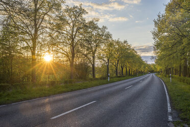 Empty treelined street at sunset - PVCF01077