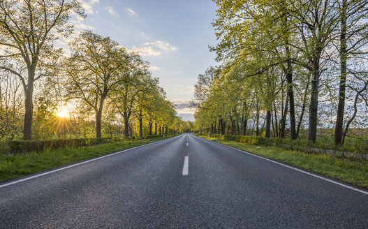 Leere, von Bäumen gesäumte Straße bei Sonnenuntergang - PVCF01078