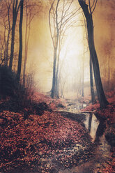 Sonnenaufgang im Herbst Wald mit Bach - DWIF00846
