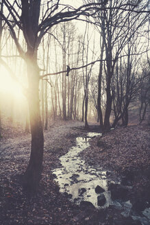 Sonnenaufgang im Winterwald mit Bach - DWIF00850