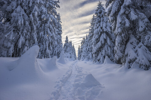 Deutschland, Niedersachsen, Nationalpark Harz, Winterlandschaft - PVCF01081