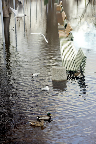 Vögel und überflutete Bänke, lizenzfreies Stockfoto