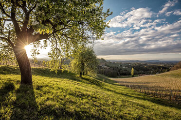 Österreich, Steiermark, Ratsch an der Weinstraße, Weinberg - DAWF00522