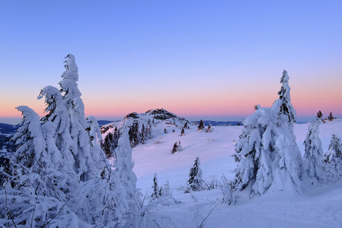 Deutschland, Bayern, Bayerischer Wald im Winter, Bodenmaiser Riegel, schneebedeckte Fichten am Morgen - SIEF07413