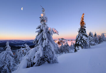 Deutschland, Bayern, Bayerischer Wald im Winter, Großer Arber, schneebedeckte Fichten am Morgen - SIEF07414