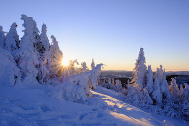 Deutschland, Bayern, Bayerischer Wald im Winter, Großer Arber, schneebedeckte Fichten bei Sonnenaufgang - SIEF07415