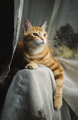 Porträt einer getigerten Katze auf der Rückenlehne einer Couch - RAEF01857