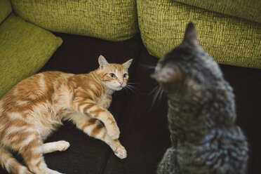 Rotschopfkatze in Alarmbereitschaft vor einer anderen Katze auf der Couch zu Hause liegend - RAEF01858