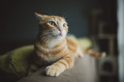 Rotschopfkatze in Alarmbereitschaft auf der Rückenlehne der Couch liegend - RAEF01861