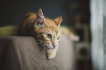 Ginger cat resting on backrest of couch - RAEF01862