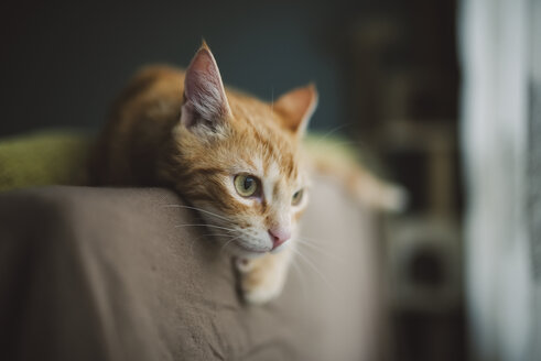Ingwer-Katze, die auf der Rückenlehne der Couch ruht - RAEF01862
