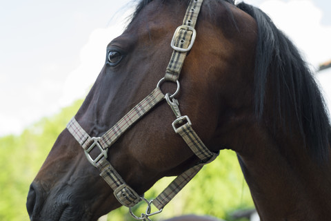 Porträt eines braunen Pferdes, lizenzfreies Stockfoto