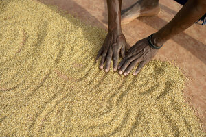 Burkina Faso, Dorf Koungo, Frau breitet Sorghumkörner zum Trocknen in der Sonne aus - FLKF00801