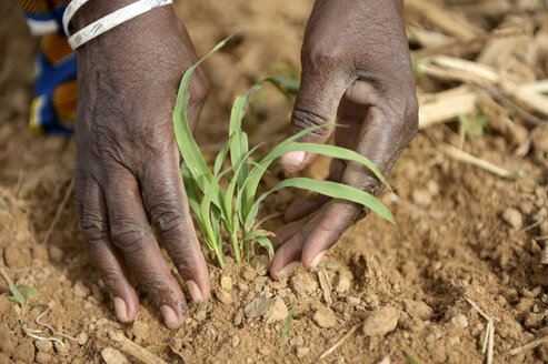 Burkina Faso, Dorf Koungo, Frau pflanzt Sorghum-Pflanze - FLKF00803