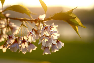 Twig of blossoming tree at backlight, close-up - JTF00806