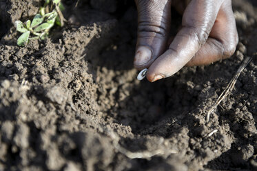 Burkina Faso, Zambele, hand with bean in soil - FLKF00804