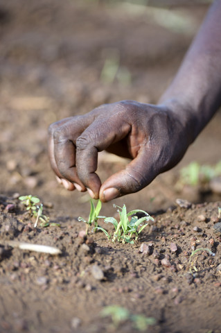 Burkina Faso, Zambele, Hand mit Sorghum-Pflanze, lizenzfreies Stockfoto